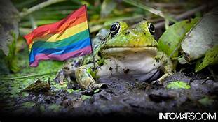 gay_frogs